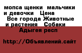 мопса щенки -мальчики и девочки › Цена ­ 25 000 - Все города Животные и растения » Собаки   . Адыгея респ.